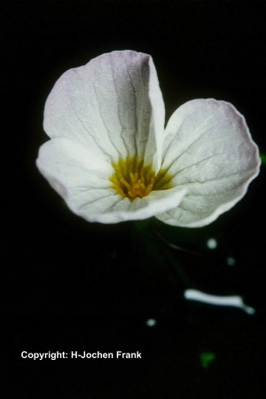 Ottelia alismoides